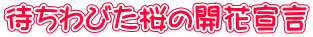 待ちわびた桜の開花宣言