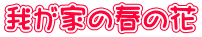 我が家の春の花